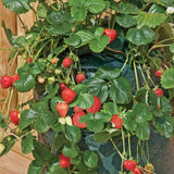 2 Pcs Reusable Durable Hanging Strawberry Grow Bag Yellow