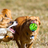 Wobble Giggle Dog Ball Pet Dog Interactive Toy Ball Squeaky Dog Toys Ball