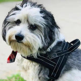 Breathable Mesh Padded Dog Harness – No-Pull Adjustable Pet Vest Black