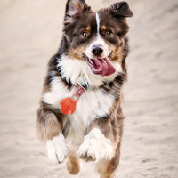 4-Mode Dog Collar Light for Night Walking Rechargeable Pet Collar LED Light Orange