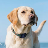 2PCS Waterproof Silicone Dog Collar Holder for Apple AirTag Blue