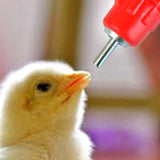 20Pcs Set Poultry Automatic Water Nipple Valves Auto Drinker Waterer Feeder for Chicken Duck Bird