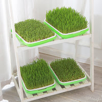 5Pcs Set Seed Sprouting Trays with Drain Holes Microgreens Growing Container Seed Germination Propagation Trays