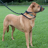 Black Dog Leash with Padded Nose Loop Anti-Pull Training Lead for Medium & Large Dogs