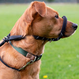 Black Dog Leash with Padded Nose Loop Anti-Pull Training Lead for Medium & Large Dogs