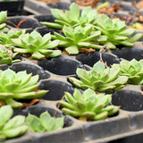 10-Pack Deep Cell Seed Starter Trays for Plant Nursery and Gardening