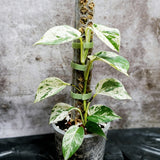 Moss Pole Plant Support for Climbing Plants