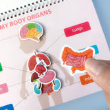 Montessori Human Body Anatomy Busy Book Educational Activity Book