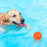 6Pcs Squeaky Dog Toy Balls Floating Pool Fetch Toys for Puppies