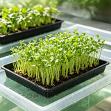 10 PCS Square Fine Hole Seedling Trays for Propagation and Hydroponics
