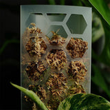 Moss Pole Plant Support for Climbing Plants