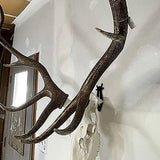 6Pcs European Mount Skull Wall Hanger Hook Deer Antelope Antler Mount Bracket