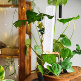Moss Pole Plant Support for Climbing Plants