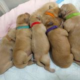 15Pcs Colours Whelping ID Collar Bands Pet Puppy Kitten Identification Collar Tags