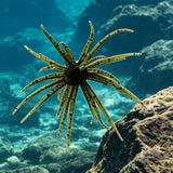 2 PCS Lifelike Floating Sea Urchin Soft Lure | Tentacle Creature Lure for Fishing Green