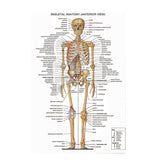 Human Body System Poster Anatomy Chart Educational Home Hangings Style 1