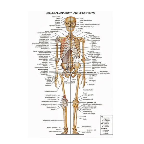 Human Body System Poster Anatomy Chart Educational Home Hangings Style 1