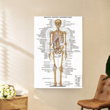 Human Body System Poster Anatomy Chart Educational Home Hangings Style 1