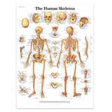 Human Body System Poster Anatomy Chart Educational Home Hangings Style 3