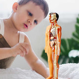 3D Human Body Anatomical Model Educational Assembling Human Body Model Human Skeletal Organ Model Translucent