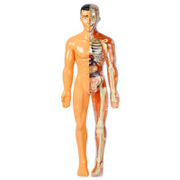 3D Human Body Anatomical Model Educational Assembling Human Body Model Human Skeletal Organ Model Translucent
