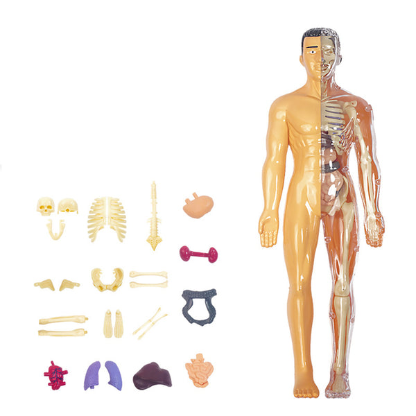3D Human Body Anatomical Model Educational Assembling Human Body Model Human Skeletal Organ Model Translucent