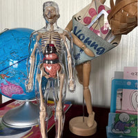 3D Human Body Anatomical Model Educational Assembling Human Body Model Human Skeletal Organ Model Transparent