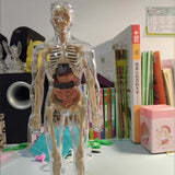 3D Human Body Anatomical Model Educational Assembling Human Body Model Human Skeletal Organ Model Transparent