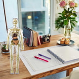 3D Human Body Anatomical Model Educational Assembling Human Body Model Human Skeletal Organ Model Transparent