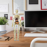 3D Human Body Anatomical Model Educational Assembling Human Body Model Human Skeletal Organ Model Transparent