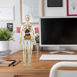 3D Human Body Anatomical Model Educational Assembling Human Body Model Human Skeletal Organ Model Transparent