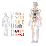 3D Human Body Anatomical Model Educational Assembling Human Body Model Human Skeletal Organ Model Transparent