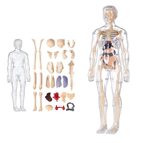 3D Human Body Anatomical Model Educational Assembling Human Body Model Human Skeletal Organ Model Transparent