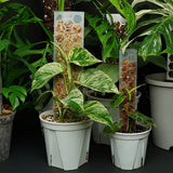Moss Pole Plant Support for Climbing Plants