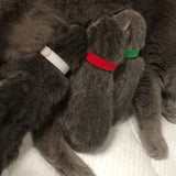 15Pcs Colours Whelping ID Collar Bands Pet Puppy Kitten Identification Collar Tags