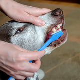 10PCS Pet Toothbrush Dual End Long Handle for Dogs Cats