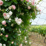 Nylon Bird Netting 22x5m for Garden Fruit Tree Crop Protection