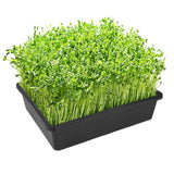 10 PCS Square Fine Hole Seedling Trays for Propagation and Hydroponics