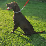 Dog Training Slip Collar Double Row Chain Medium