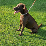 Dog Training Slip Collar Double Row Chain Large