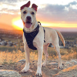 Reflective Adjustable No Pull Dog Harness Vest Harness with Easy Control Soft Handle Black-L