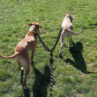 Dual Dog Leash Pet Dog Leash Double Ended Leads Training Rope Black