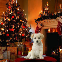 Christmas Dog Pet Bed Pads Bone Shaped