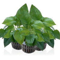 Set of 80 Pcs Lightweight Durable Grow Net Cup